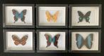 AANBIEDING 6 nieuwe lijsten met vlinders, Verzamelen, Ophalen of Verzenden, Nieuw, Insect, Opgezet dier