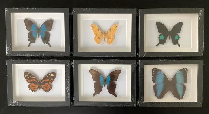 AANBIEDING 6 nieuwe lijsten met vlinders, Verzamelen, Dierenverzamelingen, Nieuw, Opgezet dier, Insect, Ophalen of Verzenden