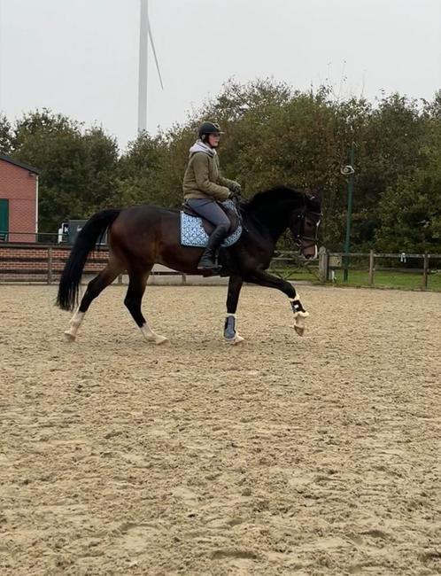 Verkoop van Legendary XC Z, Dieren en Toebehoren, Paarden, Ruin, B, 165 tot 170 cm, 3 tot 6 jaar, Springpaard, Met stamboom, Gechipt