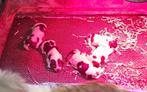 petit basset grifon vendeen puppy's 6-5-25, België, Overige rassen, CDV (hondenziekte), 8 tot 15 weken