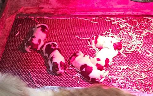 petit basset grifon vendeen puppy's 6-5-25, Dieren en Toebehoren, Honden | Beagles, Bassets en Lopende honden, Meerdere dieren