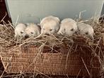 Nestje lieve Golden Retriever pups, Dieren en Toebehoren, Honden | Retrievers, Spaniëls en Waterhonden, Golden retriever, België