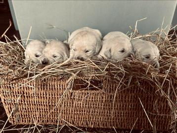 Nestje lieve Golden Retriever pups beschikbaar voor biedingen