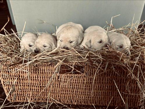 Nestje lieve Golden Retriever pups, Dieren en Toebehoren, Honden | Retrievers, Spaniëls en Waterhonden, Meerdere dieren, Golden retriever