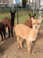 Alpaca merrie's 2024, Mai, Femelle