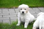 Prachtige Golden Retriever pupjes, Golden retriever, België, CDV (hondenziekte), 8 tot 15 weken
