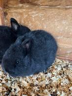 Raszuivere kleurdwerg