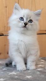 Siberische Neva masquerade kittens, Kater, Gechipt, 0 tot 2 jaar