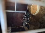 Barberies 11stuks, Meerdere dieren, Eend