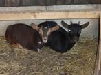 Te koop 2 mooie jonge dwerggeitjes., Dieren en Toebehoren, Vrouwelijk, Geit, 0 tot 2 jaar
