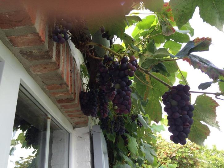 Boskoop Glory BUITENDRUIF, Tuin en Terras, Planten | Tuinplanten, Vaste plant, Fruitplanten, Volle zon, Bloeit niet, Ophalen