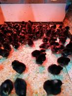 poussins d'un jour (5 races différentes) avant le 28 mai (10, Animaux & Accessoires, Poule ou poulet, Femelle
