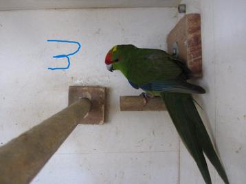 kakariki, Mâle, Perruche