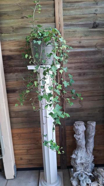 Hedera Helix. beschikbaar voor biedingen