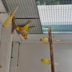 Roodruggen, Dieren en Toebehoren