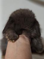 Minilop konijn dwerg hangoor, Meerdere dieren, Dwerg, Hangoor, 0 tot 2 jaar