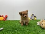 Kruising Teckel x Pomeriaan pup