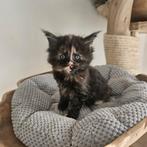 Maine coon xxl kittens met kampioen stamboom Russisch lijn, Dieren en Toebehoren, Katten en Kittens | Raskatten | Langhaar, Meerdere dieren