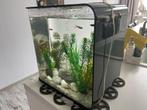 aquarium (biorp) + vissen, Dieren en Toebehoren, Overige typen, Zo goed als nieuw, Ophalen