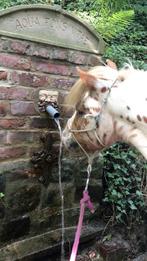 Gratis paardenmest, Tuin en Terras, Aarde en Mest, Ophalen, Mest