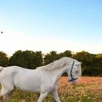 Welsh cremello ter dekking, Dieren en Toebehoren, Hengst