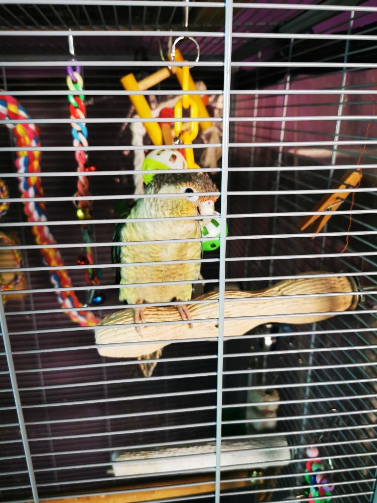 Zeer tamme pyrrhura, Dieren en Toebehoren, Vogels | Parkieten en Papegaaien, Papegaai, Geslacht onbekend, Pratend, Tam, Geringd