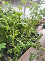 Orlaya grandiflora Qis white finch, Tuin en Terras, Eenjarig, Halfschaduw, Zomer, Ophalen