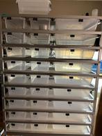 ball pythons + racks en broedkast