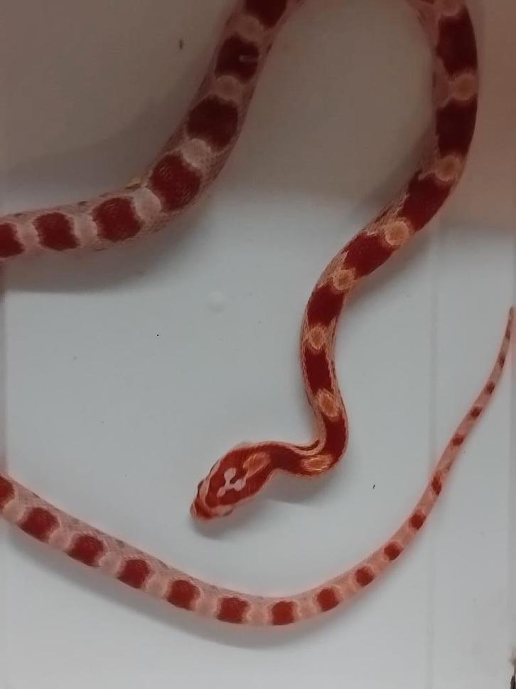 amel het anery /kastanie, Dieren en Toebehoren, Reptielen en Amfibieën, Slang, 0 tot 2 jaar