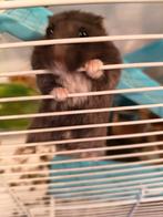 Grande cage et hamster, Animaux & Accessoires, Rongeurs, Juin, Femelle, Hamster