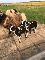 4 mooie jonge bonte ooi lammeren.