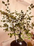 2 plantes artificielles, Enlèvement, Comme neuf, Intérieur