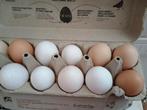 vrije uitloop eieren/ eitjes te koop, Sexe inconnu, Poule ou poulet