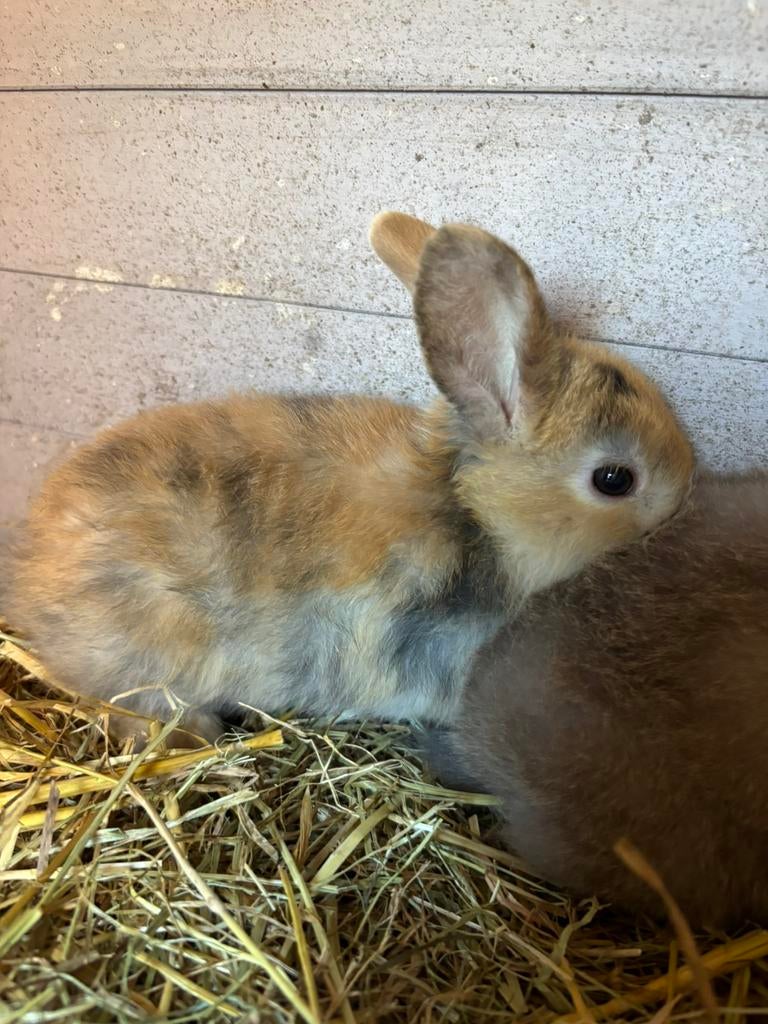 Lieve mini lop voedster mooi choco kleur zoekt gouden thuis, Femelle, Nain, Oreilles tombantes, 0 à 2 ans