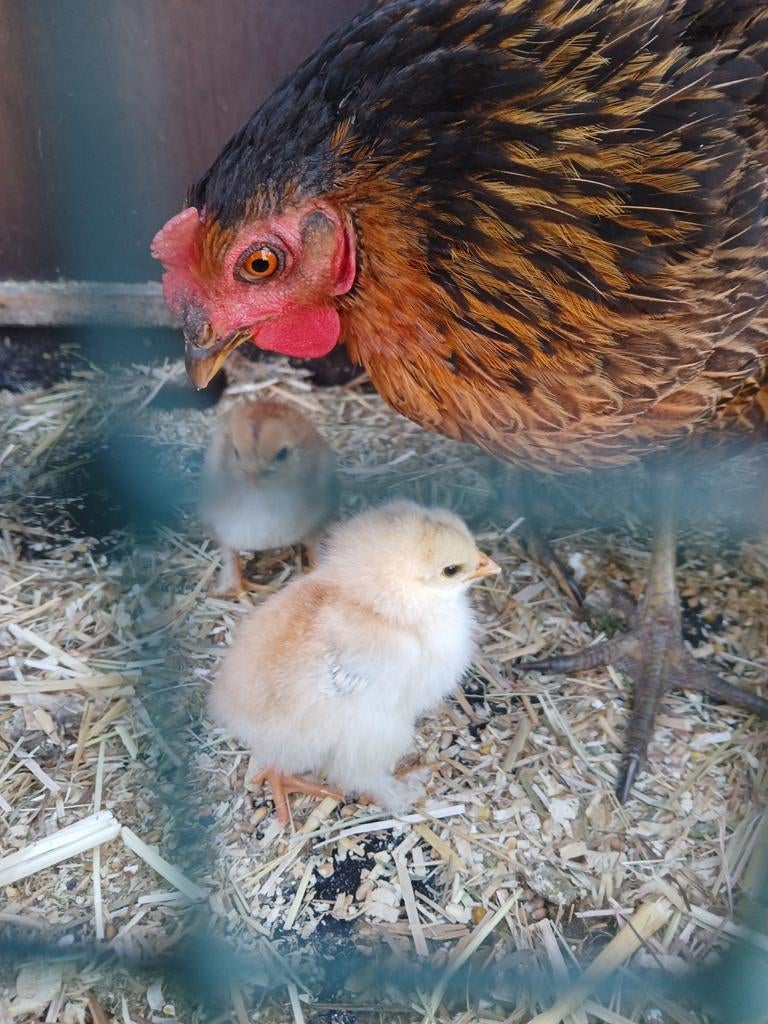 Kip met 2 kuikens brahma van 1 week oud, Poule ou poulet