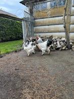 Brahma Columbia Wit Zwart broedeieren, Dieren en Toebehoren, Pluimvee