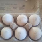 Broedeieren van het Kempens hoen, Enlèvement