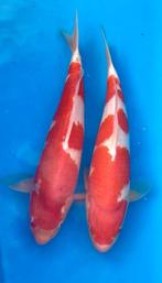 Kohaku 38-40 cm, Carpe ou Koï