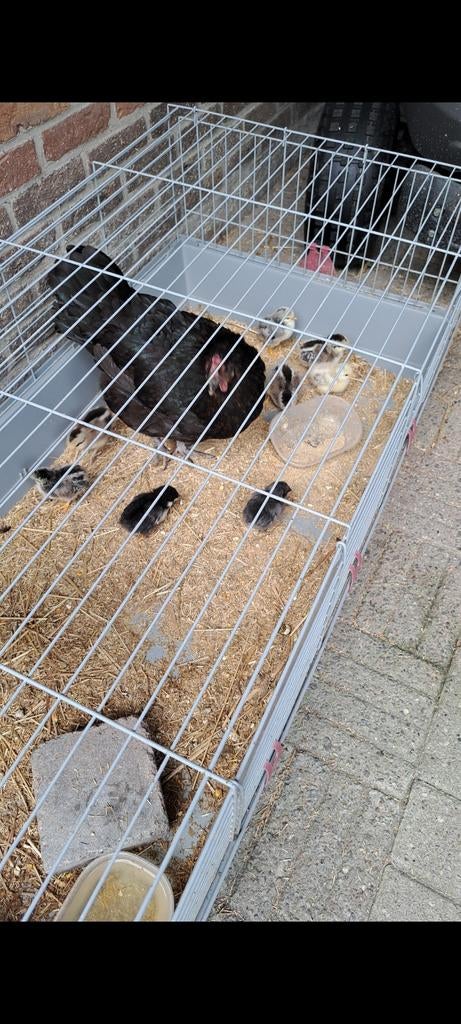 Kuikens te koop, Ophalen