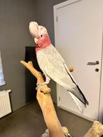 Rose kaketoe lutino split man, Dieren en Toebehoren, Vogels | Parkieten en Papegaaien, Tam