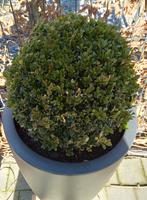 Plante naturelle, Tuin en Terras, Planten | Tuinplanten, Vaste plant, Bloeit niet, Halfschaduw, Ophalen