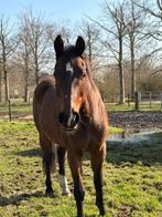 Weidemaatje/recreatief buiten rijpaard, Animaux & Accessoires, Chevaux, 11 ans ou plus, Hongre, 165 à 170 cm, Avec pedigree
