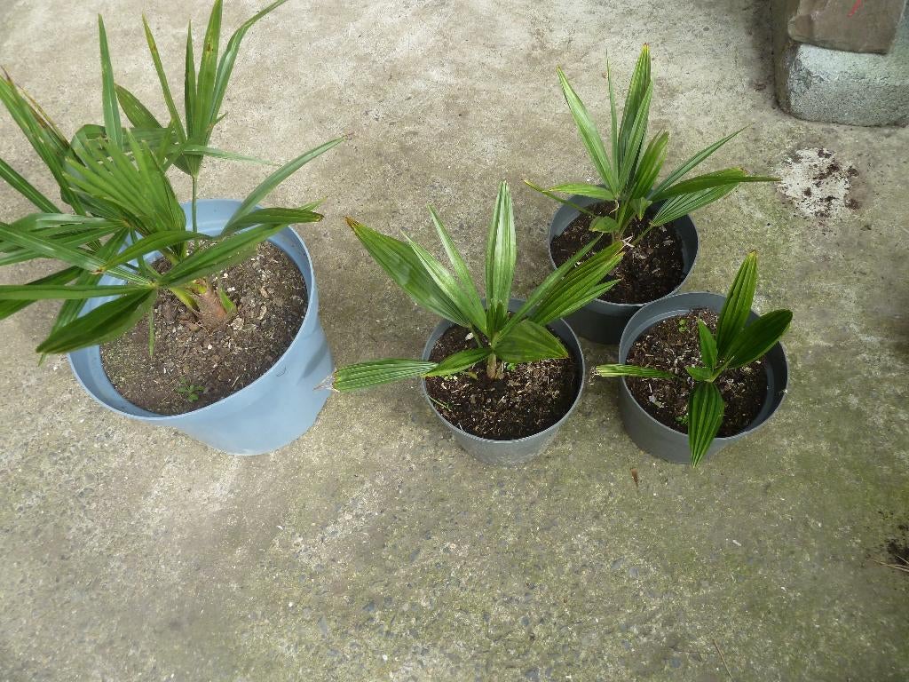 winterharde palmboompjes, Tuin en Terras, Vaste plant, Bloeit niet, Halfschaduw, Ophalen