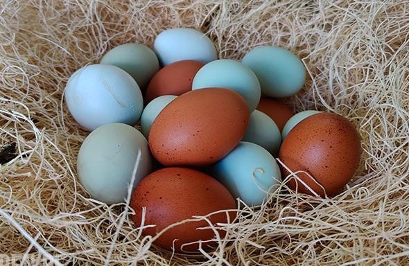 -Marans, Araucana et Cream Legbar 0472/51.09.71, Animaux & Accessoires, Volatiles, Poule ou poulet