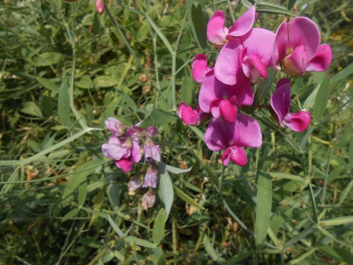 Pois de senteur, Jardin & Terrasse, Plantes | Jardin, Autres espèces, Enlèvement