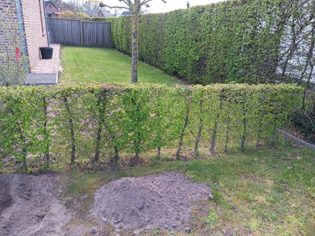 Haagbeuk haagje 5m (=gratis), Tuin en Terras, Ophalen