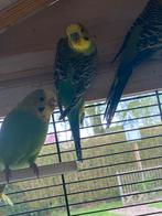 Wildkleur grasparkiet man 2025, Dieren en Toebehoren, Vogels | Parkieten en Papegaaien, Mannelijk, Parkiet