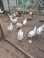 Legkippen ingeënt en aan de leg