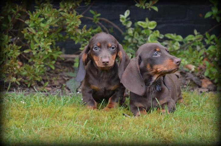 Teckel pups choco tan, Dieren en Toebehoren, Honden | Teckels en Dashonden, Reu, Korthaar, Fokker | Professioneel, Meerdere, België