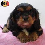 Cavalier King Charles (femelles) chiots belges à vendre, Commerçant, Hépatite contagieuse (maladie de Rubarth), Belgique, 8 à 15 semaines